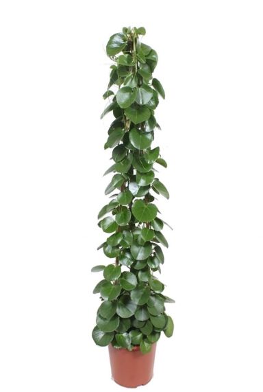 Cissus rotundifolia zimmerpflanze