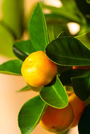 Citrus calamondin plant 1
