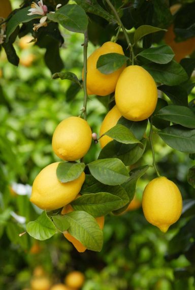 Citrus lemon gartenpflanze 1