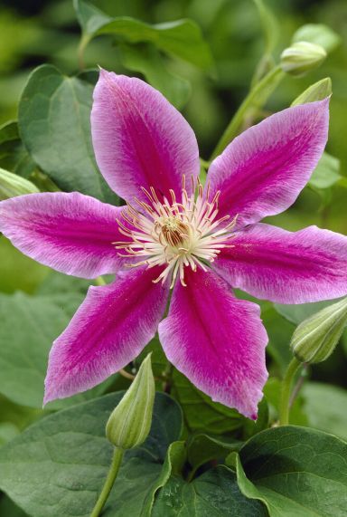 Clematis dr ruppel gardenpflanze
