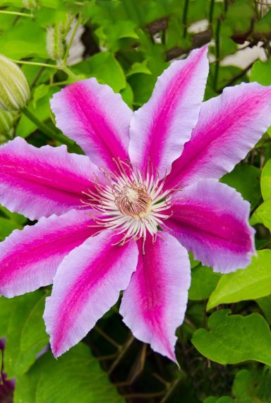 Clematis dr ruppel gardenpflanze p23