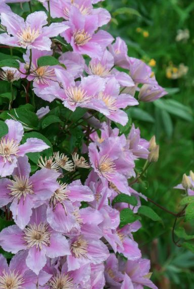 Clematis hagley hybrid gardenpflanze