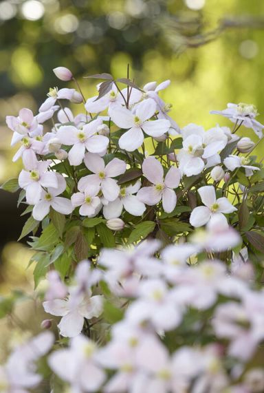 Clematis montana rubens gardenpflanze