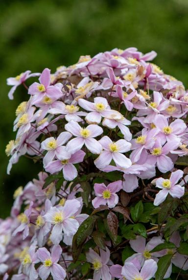 Clematis montana tetrarose gartenpflanze 14