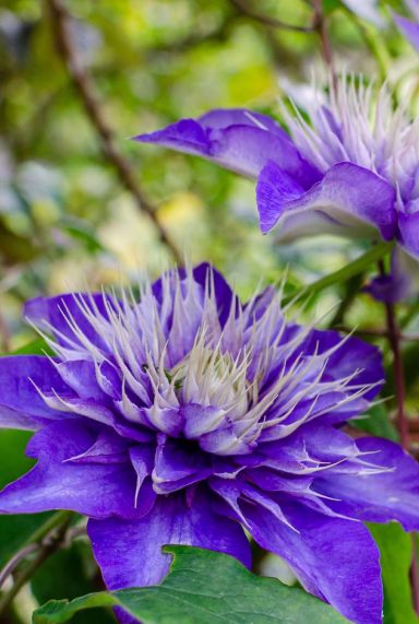 Clematis multi blue gardenpflanze p23 1