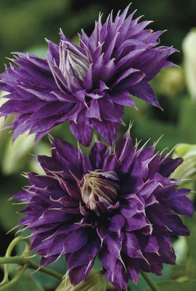 Clematis multi blue sfeerbeeld