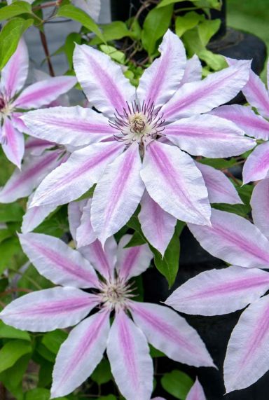 Clematis nelly moser gardenpflanze p23