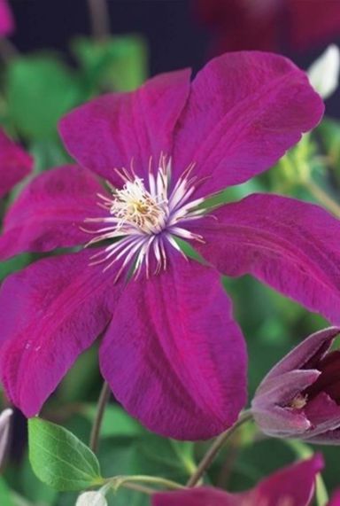 Clematis rouge cardinal gardenpflanze
