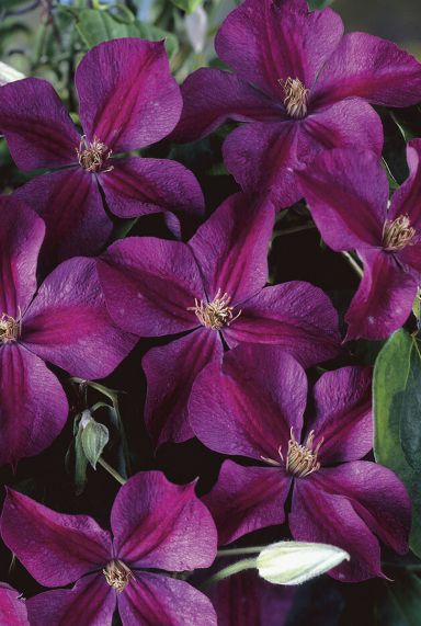 Clematis star of india