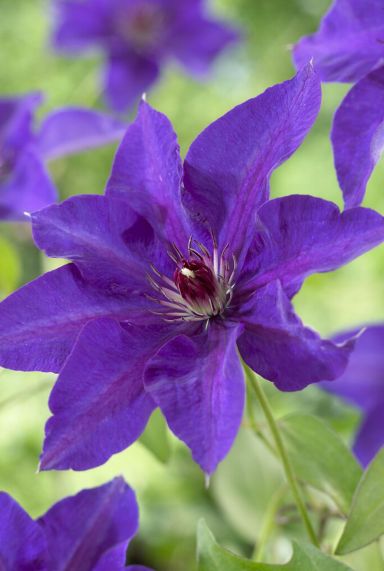 Clematis the president gardenpflanze 1