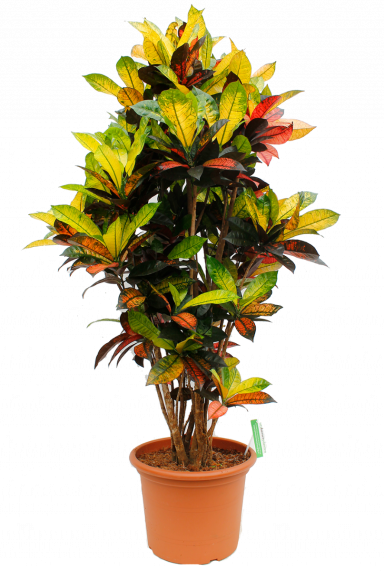 CODIAEUM MRS.ICETON WUNDERSTRAUCH 40cm