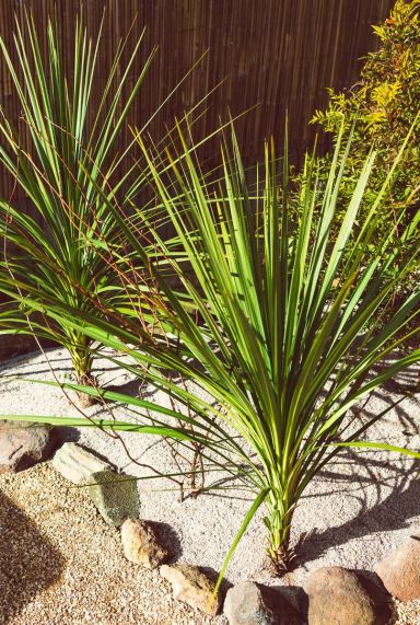 Cordyline australis gartenpflanze p21