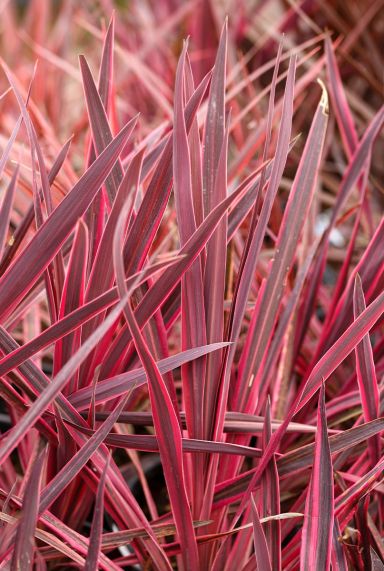 Cordyline australis red star gartenpflanze