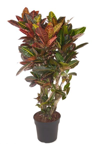 Croton petra grote plant