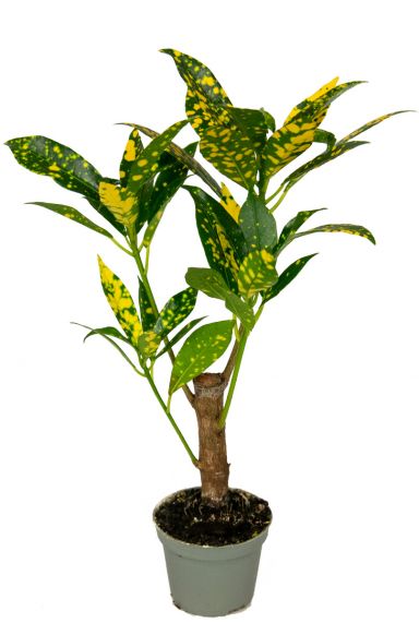 Croton plantje 1