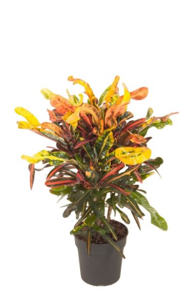 Croton variegatum mammi pflanze