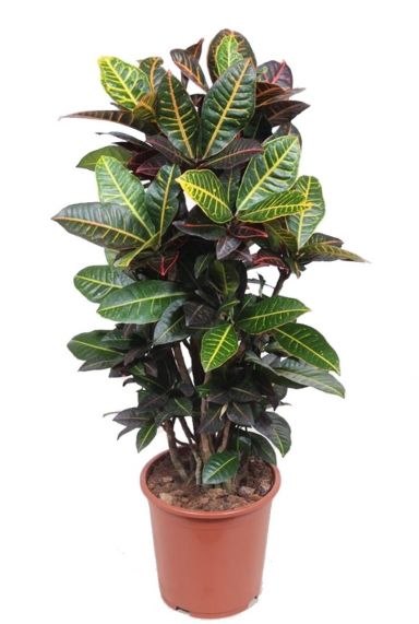 Croton Petra