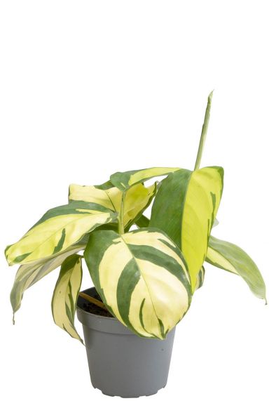 Ctenanthe golden mosaic