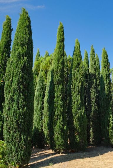 Cupressus sempervirens gartenpflanze