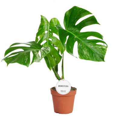 Monstera | Fensterblatt 90cm kaufen? - 123zimmerpflanzen