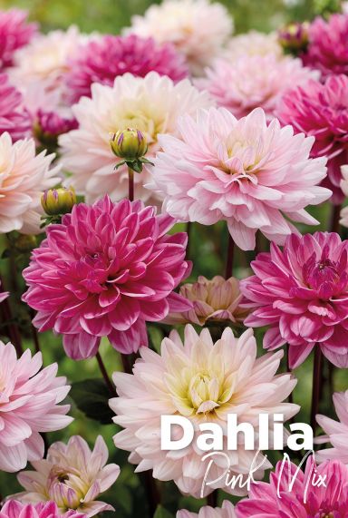 Dahlia pink mix blumenzwiebeln