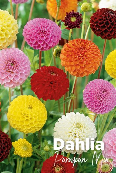 Dahlia pompon mix blumenzwiebeln