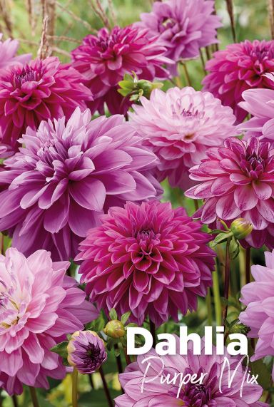 Dahlia purper mix blumenzwiebeln