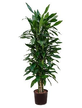 Darcaena-janet-lind-grosse-zimmerpflanze