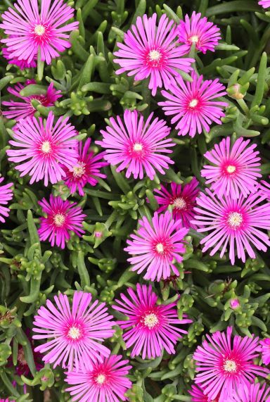 Delosperma coopei table mountain gartenpflanze