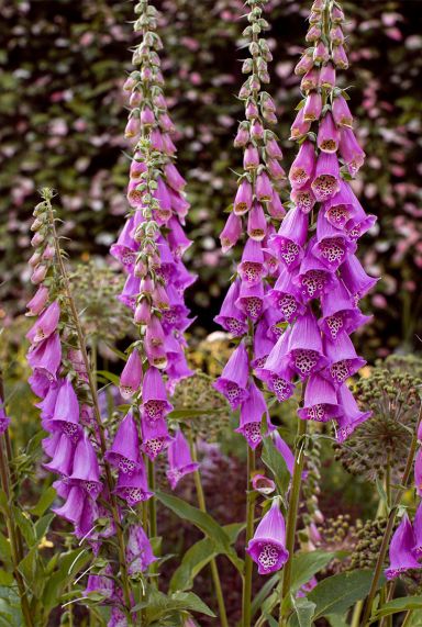 Digitalis purp gloxiniiflora gartenpflanze