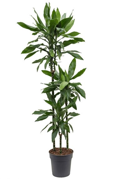 kaufen 123zimmerpflanzen (Drachenbaum) - Dracaena