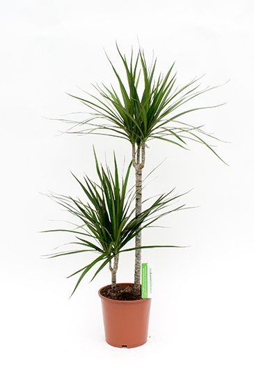 Dracaena marginata kamerplant 1