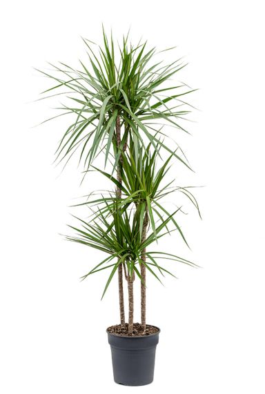 Dracaena-marginata-kamerplant-kopen