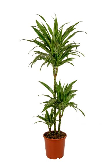 Dracaena-warneckei-online-kopen-2