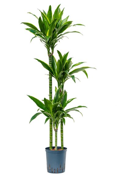 Dracaena arturo hydrocultuur