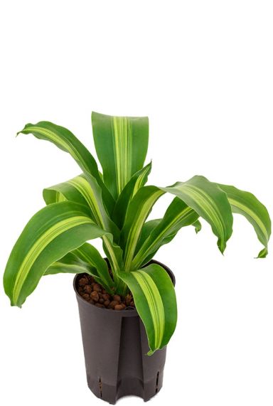 Dracaena burley drachenbaum hydrokultur