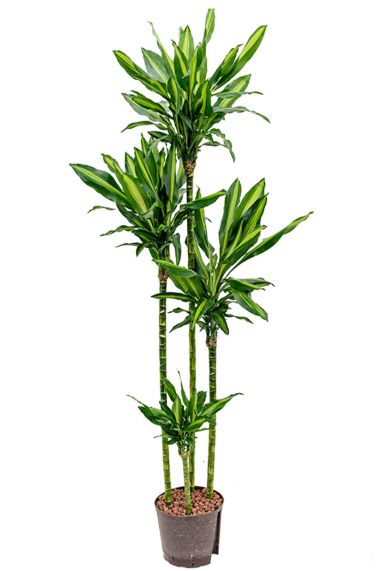 Dracaena cintho hydrocultuur plant