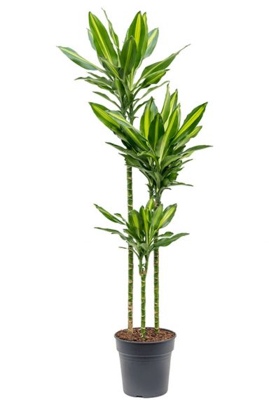 Dracaena cintho drachenbaum pflanze