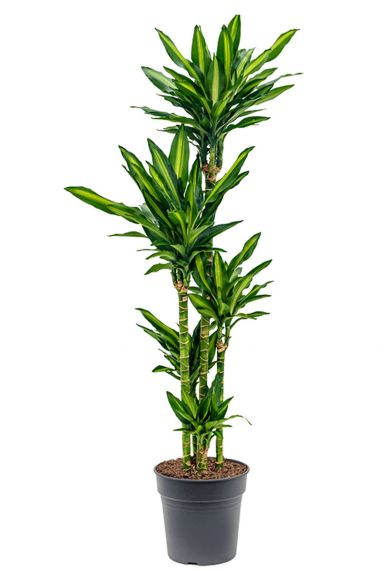 Dracaena cintho kamerplant 4