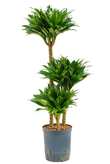 Dracaena compacta hydrocultuur 1