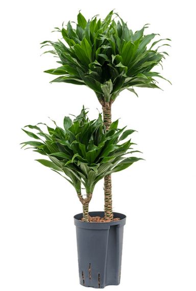 Dracaena compacta hydrokulturpflanze