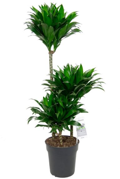 Dracaena compacta Zimmerpflanze 6