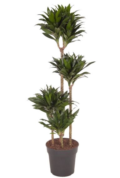 Dracaena compacta zimmerpflanze