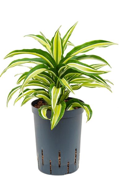 Dracaena compacta malaika hydrokulturpflanze