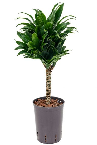 Dracaena compacta hydrokultur auf stamm