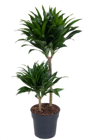 Dracaena compacta plant