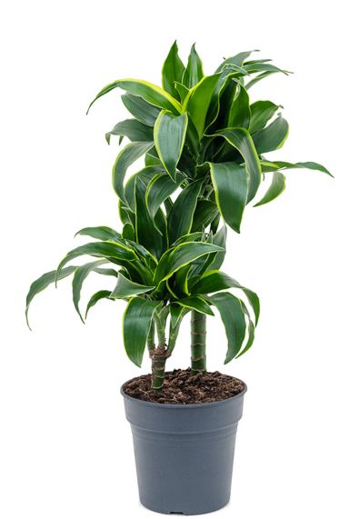 Dracaena dorado 2