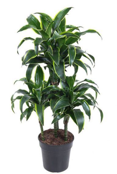 Dracaena dorado plant 3