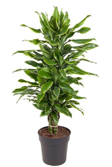 Dracaena gold coast plant 2