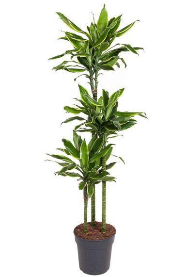 Dracaena golden coast 24